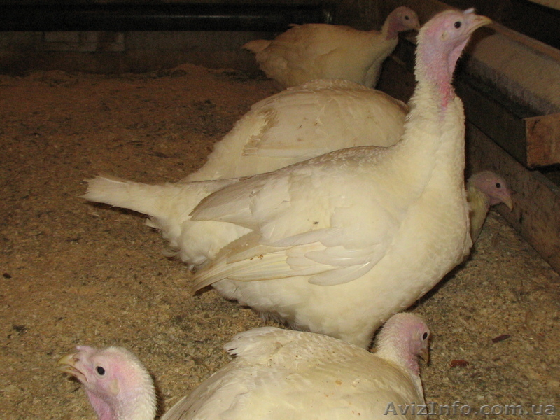 Продам инкубационное яйцо, суточных и подрощенных индюшат - <ro>Изображение</ro><ru>Изображение</ru> #1, <ru>Объявление</ru> #1531713