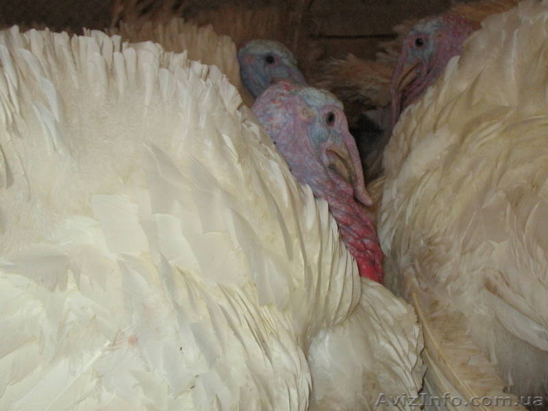 Продам инкубационное яйцо, суточных и подрощенных индюшат - <ro>Изображение</ro><ru>Изображение</ru> #2, <ru>Объявление</ru> #1531713