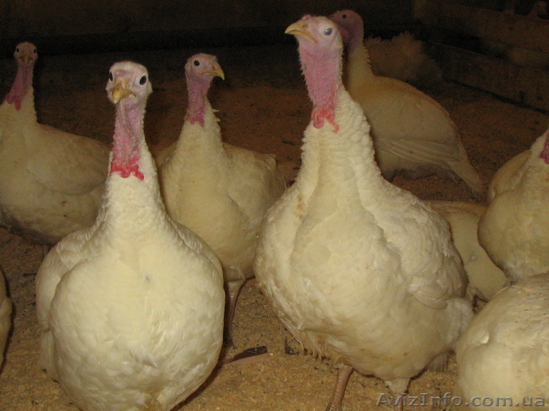 Продам инкубационное яйцо, суточных и подрощенных индюшат - <ro>Изображение</ro><ru>Изображение</ru> #3, <ru>Объявление</ru> #1531713