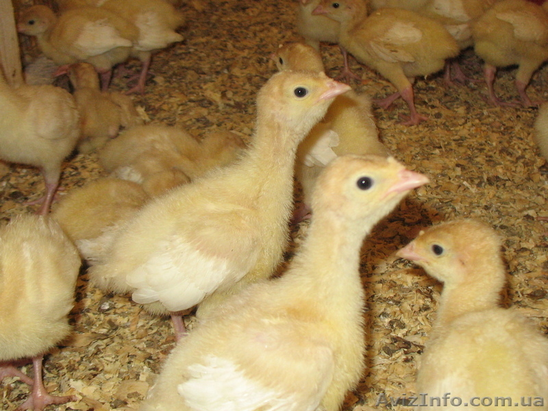 Продам инкубационное яйцо, суточных и подрощенных индюшат - <ro>Изображение</ro><ru>Изображение</ru> #4, <ru>Объявление</ru> #1531713