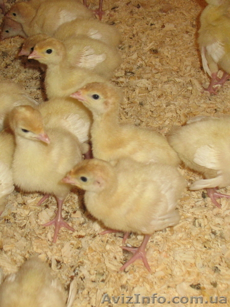 Продам инкубационное яйцо, суточных и подрощенных индюшат - <ro>Изображение</ro><ru>Изображение</ru> #5, <ru>Объявление</ru> #1531713