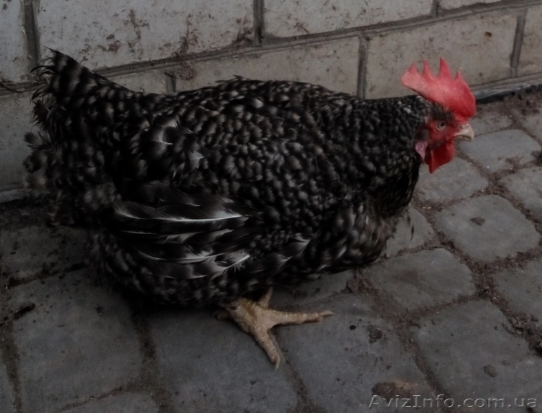 Добова та підрощена курочка яєчної породи - <ro>Изображение</ro><ru>Изображение</ru> #5, <ru>Объявление</ru> #842333