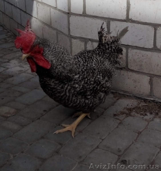 Добова та підрощена курочка яєчної породи - <ro>Изображение</ro><ru>Изображение</ru> #6, <ru>Объявление</ru> #842333