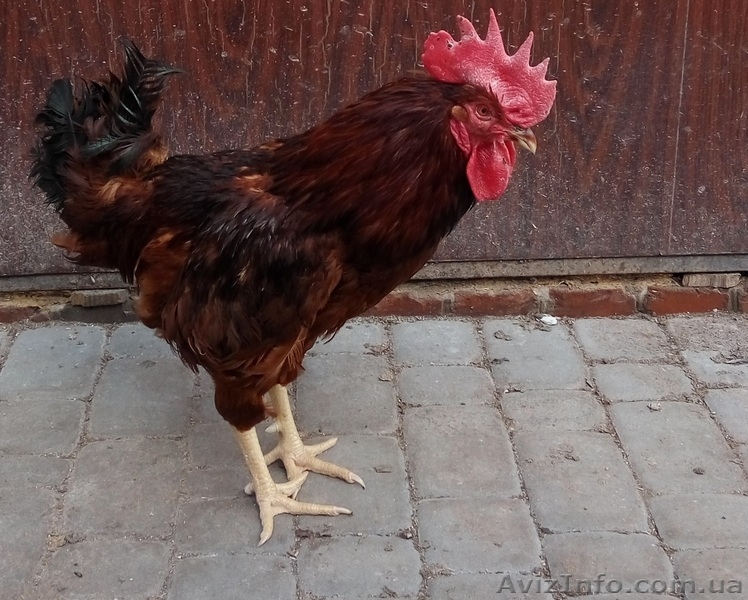 Добова та підрощена курочка яєчної породи - <ro>Изображение</ro><ru>Изображение</ru> #3, <ru>Объявление</ru> #842333