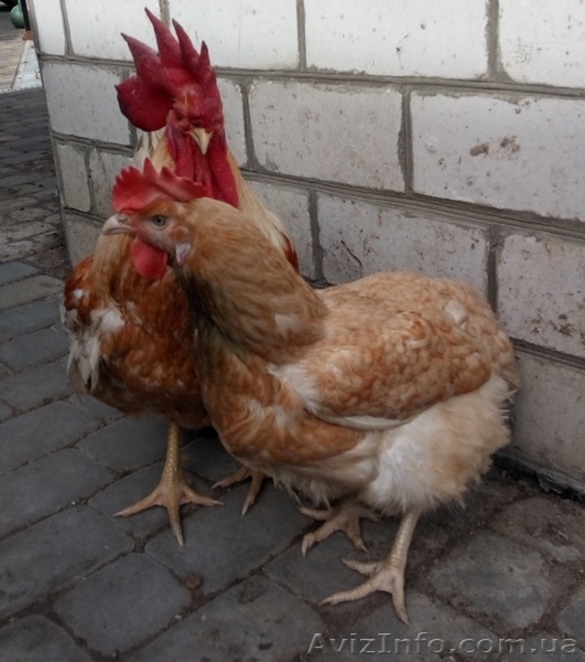 Добова та підрощена курочка яєчної породи - <ro>Изображение</ro><ru>Изображение</ru> #4, <ru>Объявление</ru> #842333