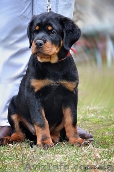Предлагаем к продаже щенков ротвейлера - <ro>Изображение</ro><ru>Изображение</ru> #3, <ru>Объявление</ru> #1555205