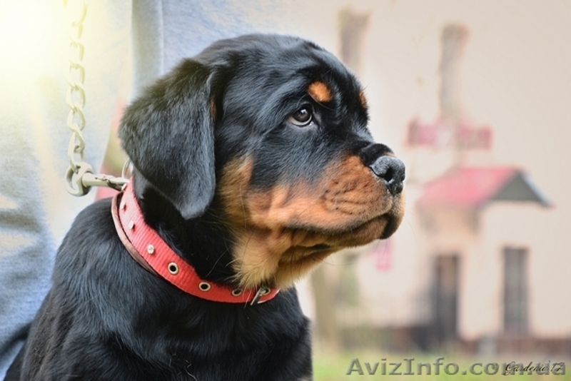 Предлагаем к продаже щенков ротвейлера - <ro>Изображение</ro><ru>Изображение</ru> #4, <ru>Объявление</ru> #1555205