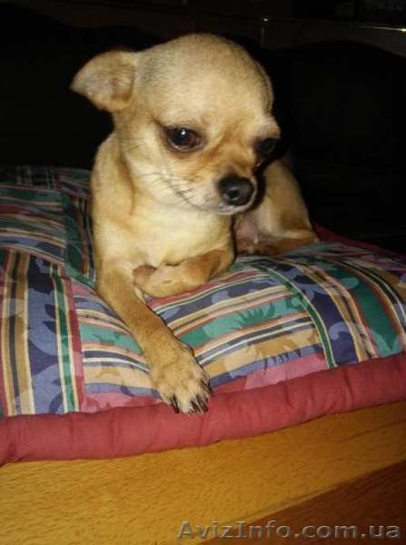 Букет Чихуахуа. Саморожающая многоплодная линия - <ro>Изображение</ro><ru>Изображение</ru> #3, <ru>Объявление</ru> #1556688