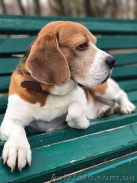 Шикарные щеночки породы БИГЛЬ. - <ro>Изображение</ro><ru>Изображение</ru> #3, <ru>Объявление</ru> #1556923