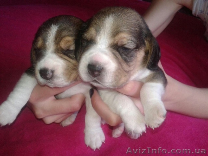 Шикарные щеночки породы БИГЛЬ. - <ro>Изображение</ro><ru>Изображение</ru> #4, <ru>Объявление</ru> #1556923