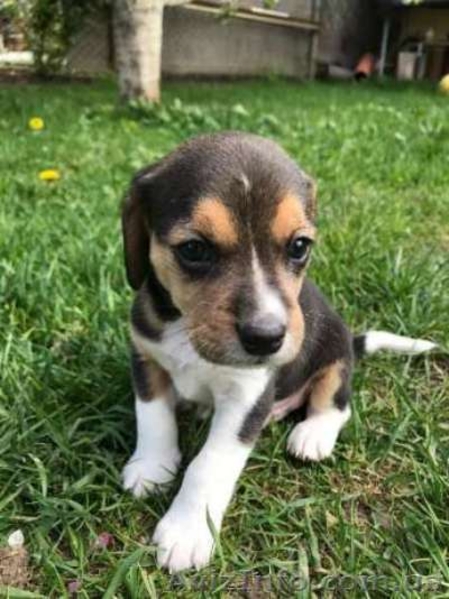 Шикарные щеночки породы БИГЛЬ. - <ro>Изображение</ro><ru>Изображение</ru> #5, <ru>Объявление</ru> #1556923