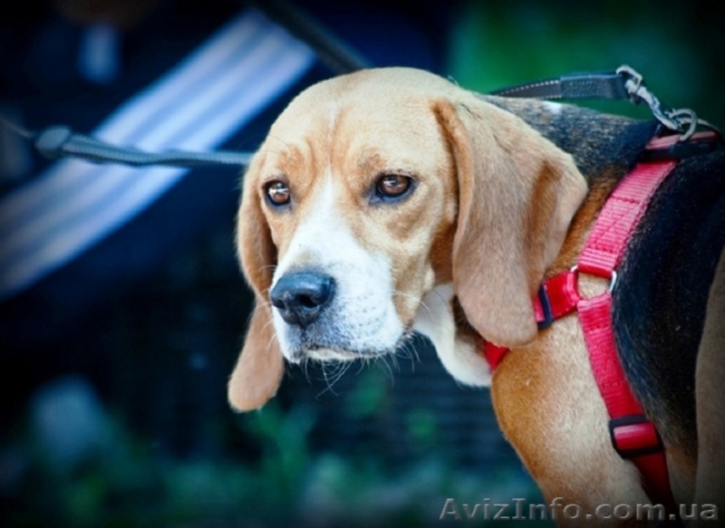 Шикарные щеночки породы БИГЛЬ. - <ro>Изображение</ro><ru>Изображение</ru> #6, <ru>Объявление</ru> #1556923