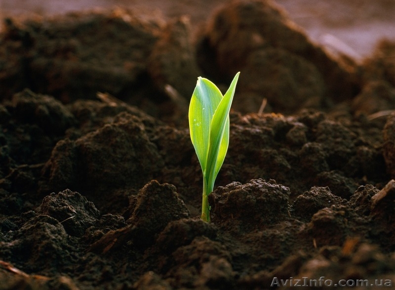 Перегной конский(навоз) в мешках и навалом! - <ro>Изображение</ro><ru>Изображение</ru> #2, <ru>Объявление</ru> #1558998