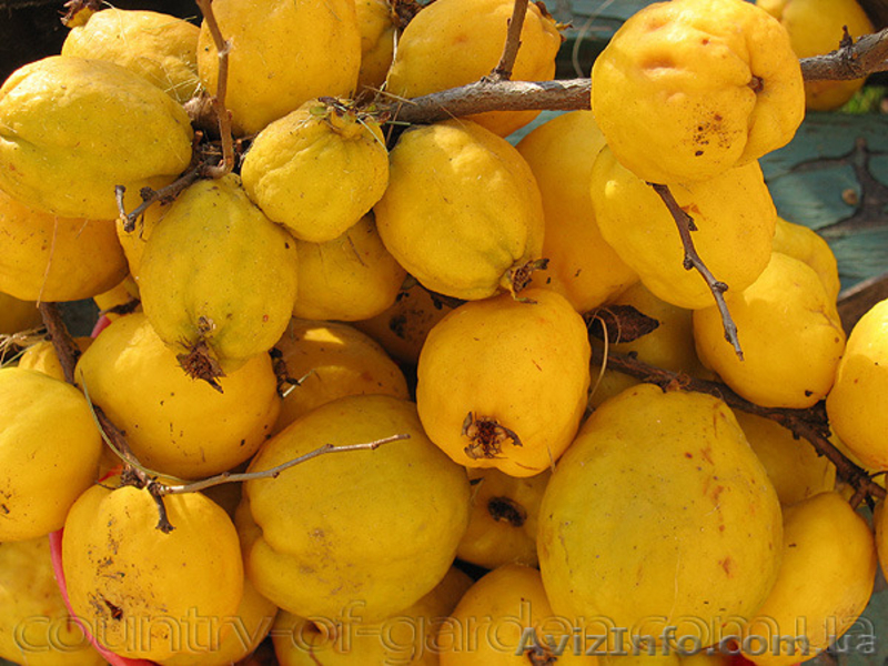 Продам саженцы Айва японская и много других растений (опт от 1000 грн) - <ro>Изображение</ro><ru>Изображение</ru> #3, <ru>Объявление</ru> #1562549