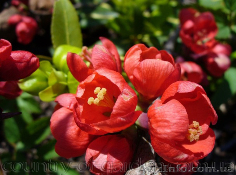 Продам саженцы Айва японская и много других растений (опт от 1000 грн) - <ro>Изображение</ro><ru>Изображение</ru> #4, <ru>Объявление</ru> #1562549