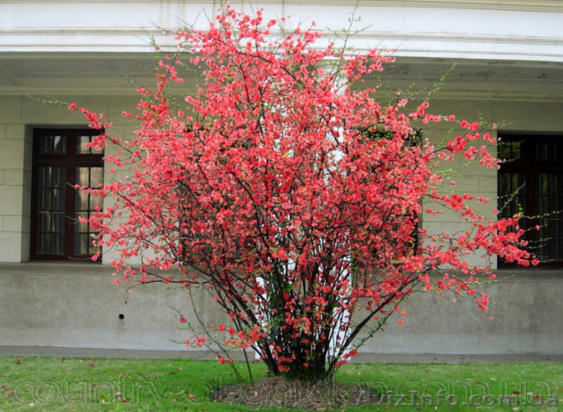 Продам саженцы Айва японская и много других растений (опт от 1000 грн) - <ro>Изображение</ro><ru>Изображение</ru> #5, <ru>Объявление</ru> #1562549