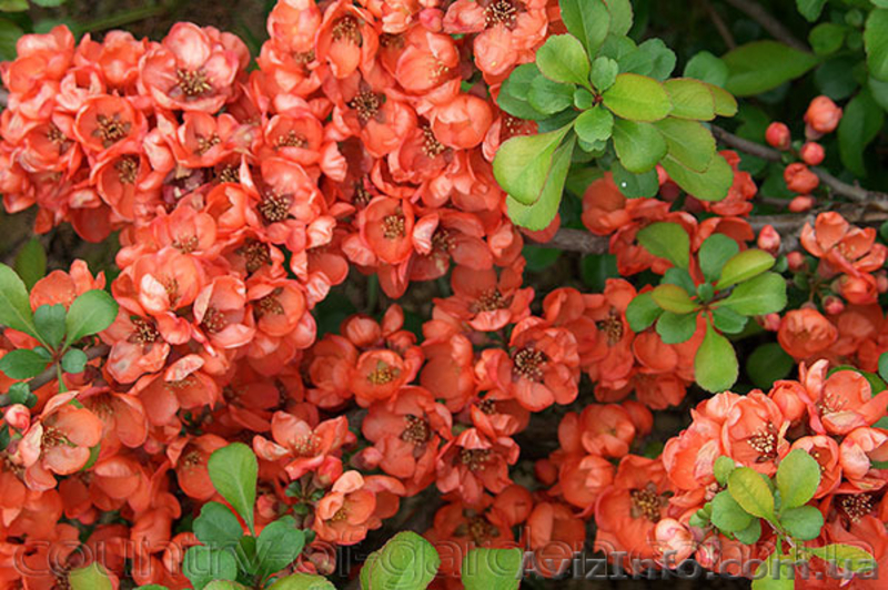 Продам саженцы Айва японская и много других растений (опт от 1000 грн) - <ro>Изображение</ro><ru>Изображение</ru> #6, <ru>Объявление</ru> #1562549