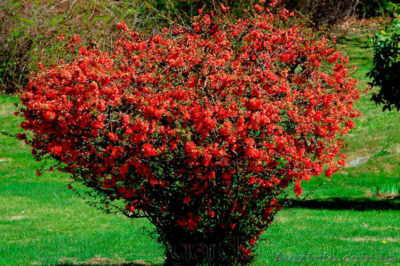 Продам саженцы Айва японская и много других растений (опт от 1000 грн) - <ro>Изображение</ro><ru>Изображение</ru> #7, <ru>Объявление</ru> #1562549