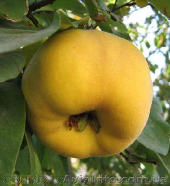 Продам саженцы Айва лесная низкорослая (без кома) и много других растений - <ro>Изображение</ro><ru>Изображение</ru> #1, <ru>Объявление</ru> #1562544