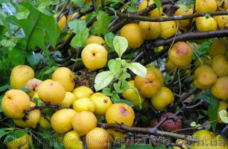 Продам саженцы Айва лесная низкорослая (без кома) и много других растений - <ro>Изображение</ro><ru>Изображение</ru> #4, <ru>Объявление</ru> #1562544