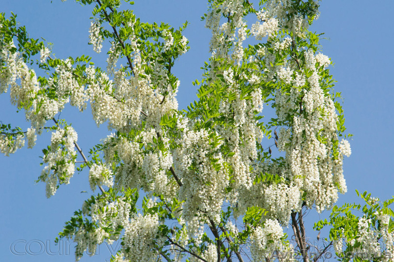 Продам саженцы Акации и много других растений (опт от 1000 грн) - <ro>Изображение</ro><ru>Изображение</ru> #4, <ru>Объявление</ru> #1562547