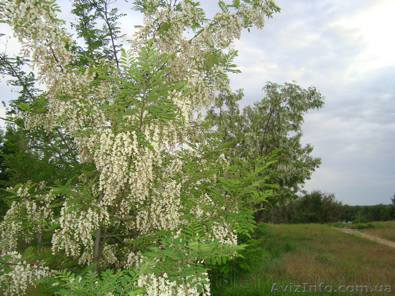 Продам саженцы Акации и много других растений (опт от 1000 грн) - <ro>Изображение</ro><ru>Изображение</ru> #8, <ru>Объявление</ru> #1562547