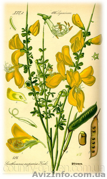 Продам саженцы Акации и много других растений (опт от 1000 грн) - <ro>Изображение</ro><ru>Изображение</ru> #5, <ru>Объявление</ru> #1562547