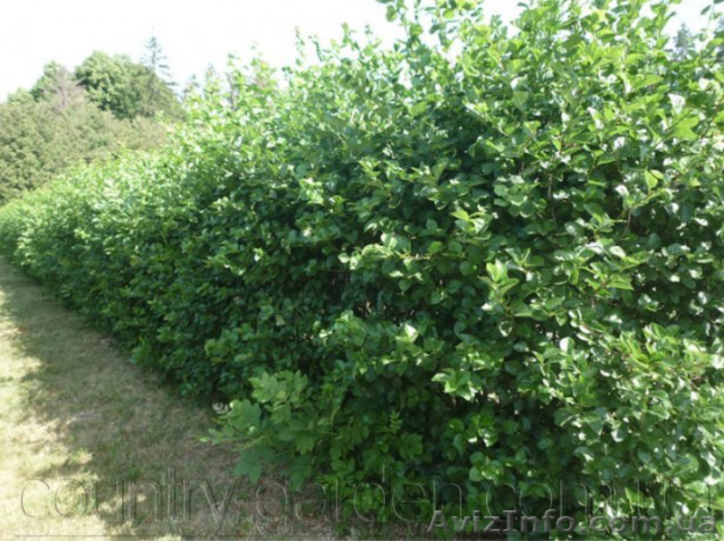 Продам саженцы Черноплодной Рябины (Аронии) и много других растений - <ro>Изображение</ro><ru>Изображение</ru> #5, <ru>Объявление</ru> #1562596