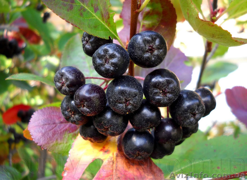 Продам саженцы Черноплодной Рябины (Аронии) и много других растений - <ro>Изображение</ro><ru>Изображение</ru> #6, <ru>Объявление</ru> #1562596