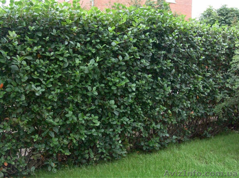 Продам саженцы Черноплодной Рябины (Аронии) и много других растений - <ro>Изображение</ro><ru>Изображение</ru> #7, <ru>Объявление</ru> #1562596