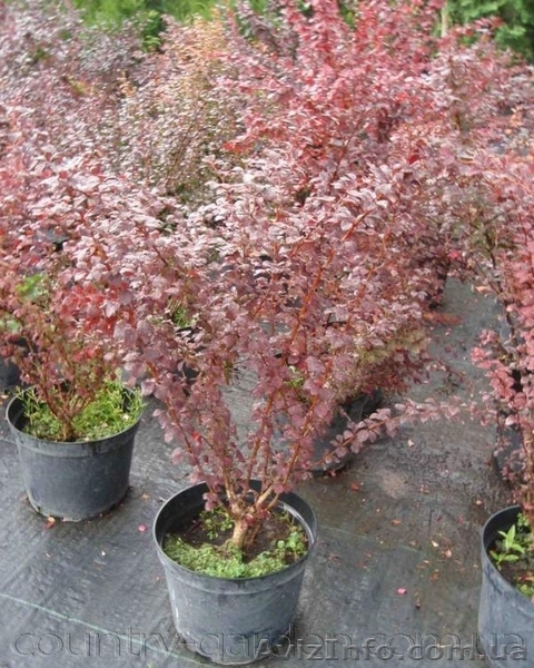 Продам саженцы Барбариса и много других растений (опт от 1000 грн) - <ro>Изображение</ro><ru>Изображение</ru> #9, <ru>Объявление</ru> #1562550