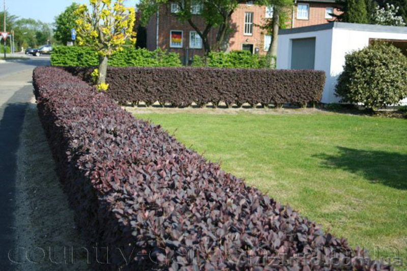 Продам саженцы Барбариса и много других растений (опт от 1000 грн) - <ro>Изображение</ro><ru>Изображение</ru> #10, <ru>Объявление</ru> #1562550