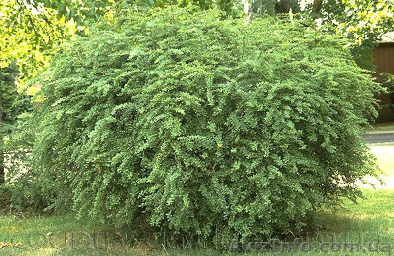 Продам саженцы Барбариса и много других растений (опт от 1000 грн) - <ro>Изображение</ro><ru>Изображение</ru> #4, <ru>Объявление</ru> #1562550