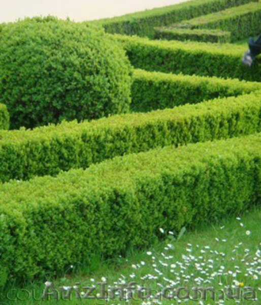 Продам саженцы Барбариса и много других растений (опт от 1000 грн) - <ro>Изображение</ro><ru>Изображение</ru> #6, <ru>Объявление</ru> #1562550