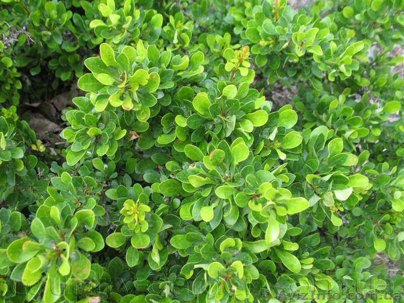 Продам саженцы Барбариса и много других растений (опт от 1000 грн) - <ro>Изображение</ro><ru>Изображение</ru> #7, <ru>Объявление</ru> #1562550