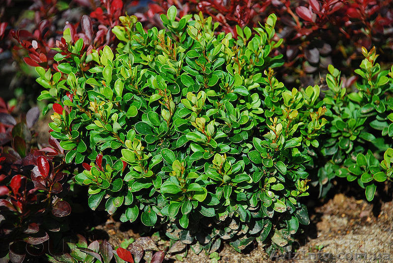 Продам саженцы Барбариса и много других растений (опт от 1000 грн) - <ro>Изображение</ro><ru>Изображение</ru> #8, <ru>Объявление</ru> #1562550