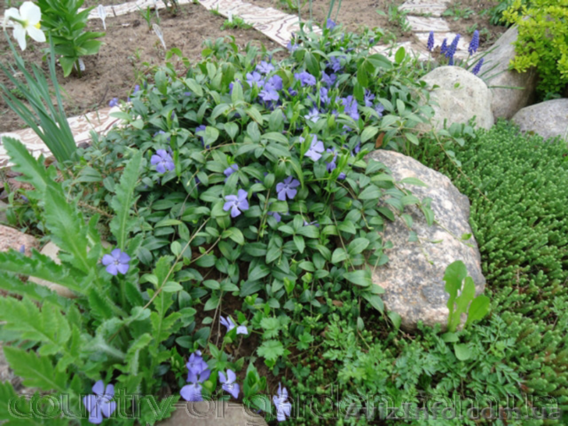 Продам саженцы Барвинка и много других растений (опт от 1000 грн) - <ro>Изображение</ro><ru>Изображение</ru> #10, <ru>Объявление</ru> #1562593