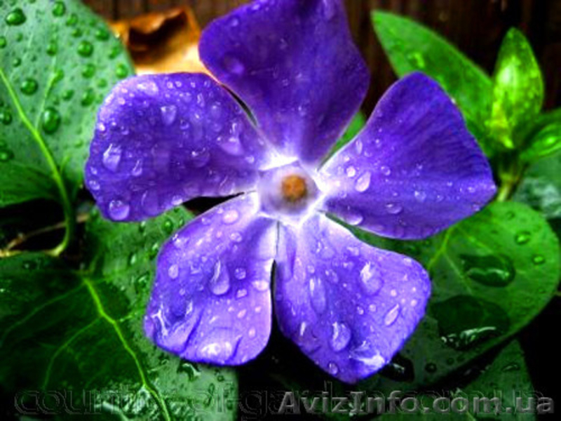 Продам саженцы Барвинка и много других растений (опт от 1000 грн) - <ro>Изображение</ro><ru>Изображение</ru> #3, <ru>Объявление</ru> #1562593