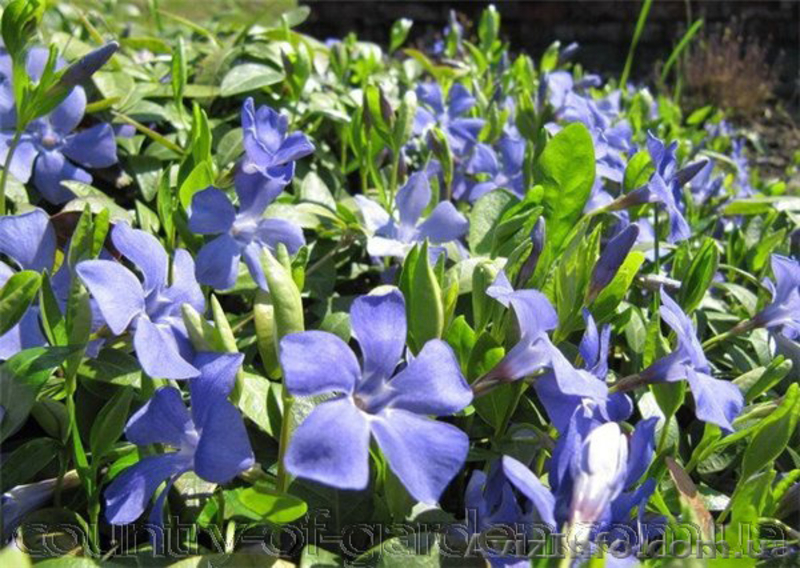 Продам саженцы Барвинка и много других растений (опт от 1000 грн) - <ro>Изображение</ro><ru>Изображение</ru> #4, <ru>Объявление</ru> #1562593