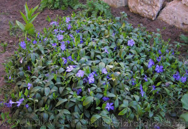 Продам саженцы Барвинка и много других растений (опт от 1000 грн) - <ro>Изображение</ro><ru>Изображение</ru> #5, <ru>Объявление</ru> #1562593