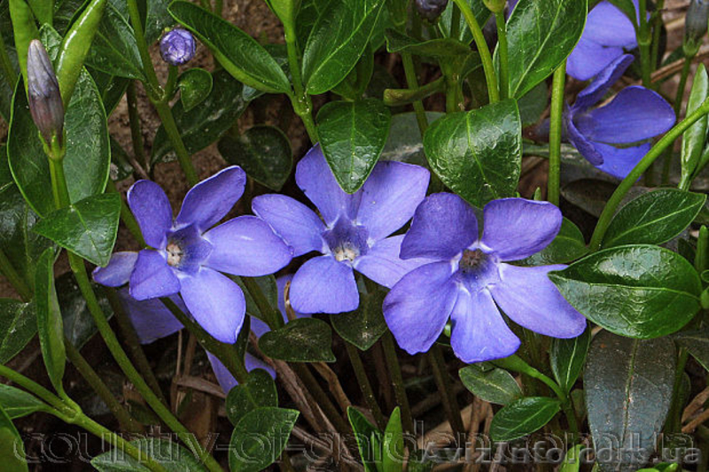 Продам саженцы Барвинка и много других растений (опт от 1000 грн) - <ro>Изображение</ro><ru>Изображение</ru> #8, <ru>Объявление</ru> #1562593