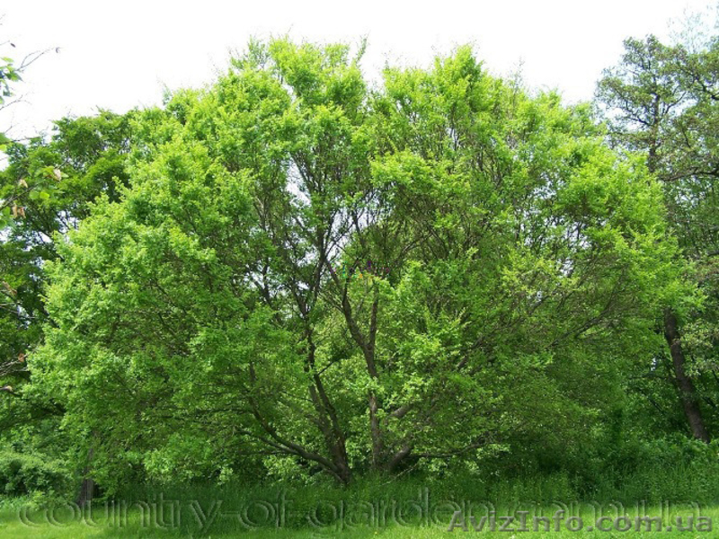 Продам саженцы Береста и много других растений (опт от 1000 грн) - <ro>Изображение</ro><ru>Изображение</ru> #3, <ru>Объявление</ru> #1562814