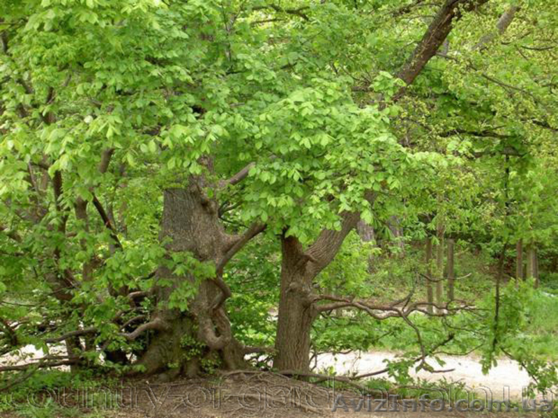 Продам саженцы Береста и много других растений (опт от 1000 грн) - <ro>Изображение</ro><ru>Изображение</ru> #4, <ru>Объявление</ru> #1562814