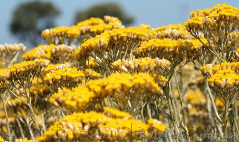 Продам саженцы Бессмертник и много других растений (опт от 1000 грн) - <ro>Изображение</ro><ru>Изображение</ru> #1, <ru>Объявление</ru> #1562586