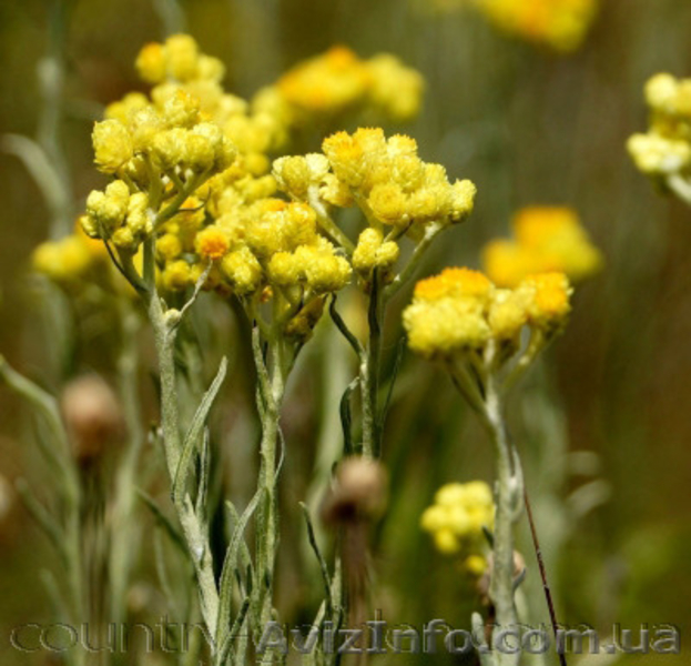 Продам саженцы Бессмертник и много других растений (опт от 1000 грн) - <ro>Изображение</ro><ru>Изображение</ru> #4, <ru>Объявление</ru> #1562586