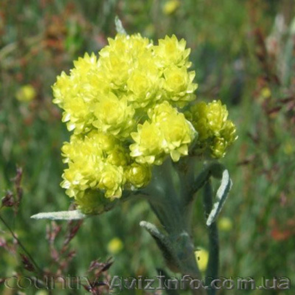 Продам саженцы Бессмертник и много других растений (опт от 1000 грн) - <ro>Изображение</ro><ru>Изображение</ru> #5, <ru>Объявление</ru> #1562586