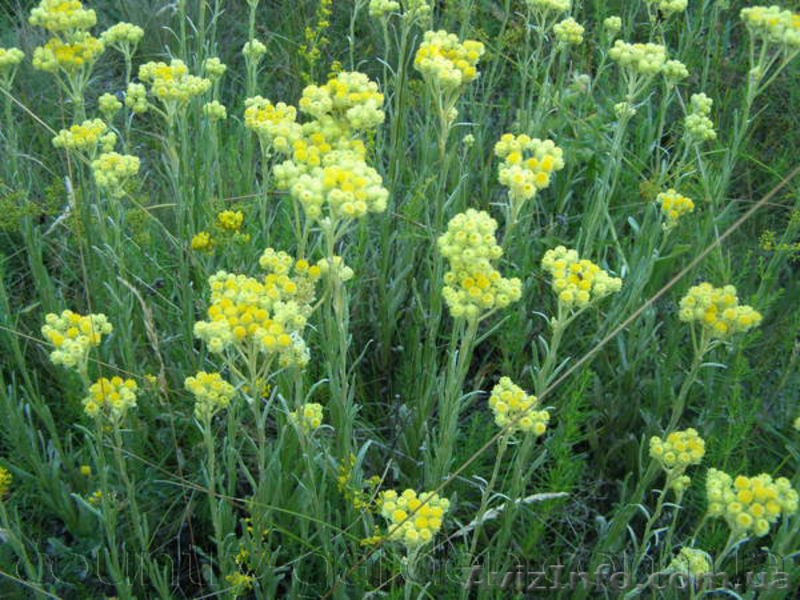 Продам саженцы Бессмертник и много других растений (опт от 1000 грн) - <ro>Изображение</ro><ru>Изображение</ru> #7, <ru>Объявление</ru> #1562586