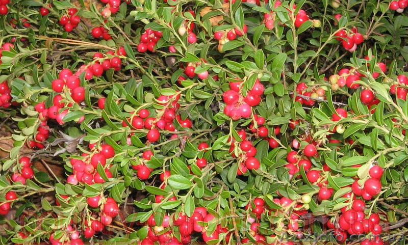 Продам саженцы Брусники и много других растений (опт от 1000 грн) - <ro>Изображение</ro><ru>Изображение</ru> #10, <ru>Объявление</ru> #1562584