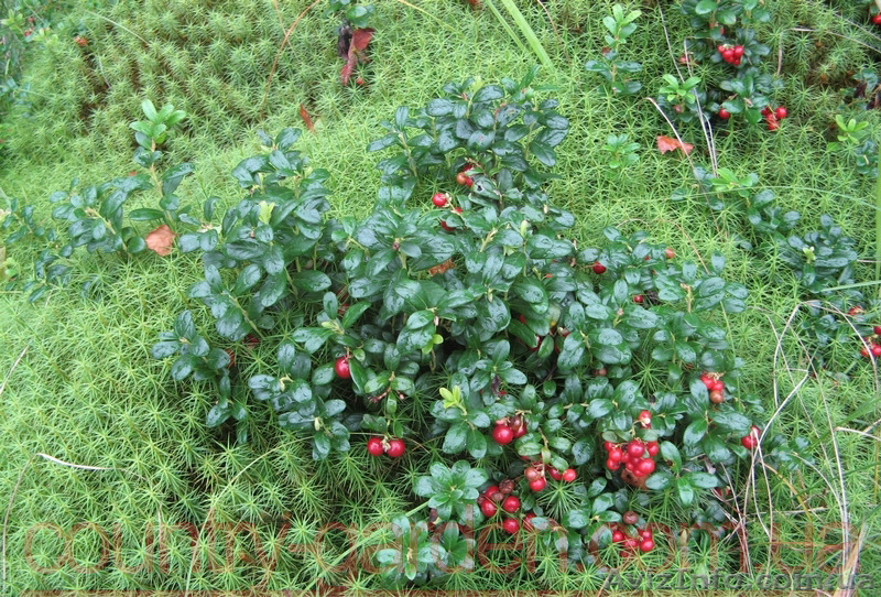 Продам саженцы Брусники и много других растений (опт от 1000 грн) - <ro>Изображение</ro><ru>Изображение</ru> #4, <ru>Объявление</ru> #1562584