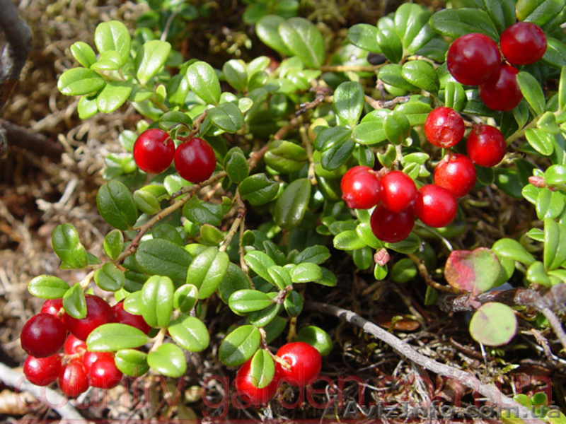 Продам саженцы Брусники и много других растений (опт от 1000 грн) - <ro>Изображение</ro><ru>Изображение</ru> #5, <ru>Объявление</ru> #1562584